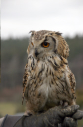 Owl Medieval falconry